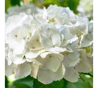 YouGarden Hydrangea 'White Mophead' Standard, Established Standard in 18cm Pot, Approximately 80-100cm Tall, Ready to Plant, Grow in Garden Borders or Patio Pots