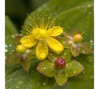 Yougarden Hypericum Miracle Attraction (Pbr) In A 2L Pot
