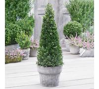 Yougarden Ilex Crenata Japanese Holly Pyramid, Established Shrub In 5 Litre Pot, 50-60Cm Tall Pyramid Topiary Ilex Shrub, Buxus Bo