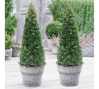 Yougarden Ilex Crenata Japanese Holly Pyramids, 2 X Established Shrubs In 5 Litre Pots, 50-60Cm Tall Pyramid Topiary Ilex Shrubs,