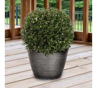 YouGarden Ilex crenata Japanese Holly Topiary Balls, Pair of 30cm Diameter, 7 Litre Pots, Ready to Plant, Stylish Garden Feature