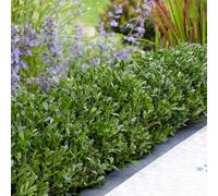 YouGarden Ilex crenata 'Luxus', Evergreen Box Hedge Alternative, 24 x 9cm Pots, Compact Hardy Disease Resistant