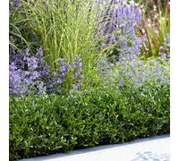 Yougarden Ilex Crenata 'luxus', Evergreen Box Hedge Alternative, 48 X 9Cm Pots, Compact Hardy Disease Resistant