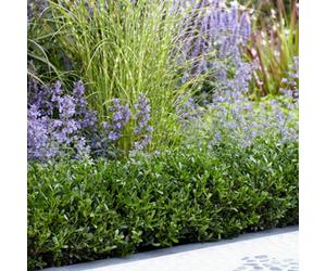 Yougarden Ilex Crenata 'luxus', Evergreen Box Hedge Alternative, 48 X 9Cm Pots, Compact Hardy Disease Resistant