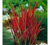 Yougarden Imperata Blood Grass 'red Baron' 1 Plant In 9Cm Pot - Decorative Grass For Gardens