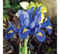 Yougarden Iris 'harmony', 50 X Bulbs, Size 5/6