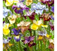 Yougarden Iris Peacock Mix, 5 Bare Root Plants, Hardy Perennial Colourful Flowers, Ready To Plant