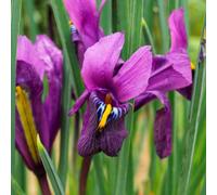 Yougarden Iris 'purple Hill', 25 X Bulbs, Size 6+, Dwarf Winter Garden Flowers