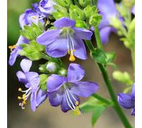 YouGarden Jacob's Ladder ‘Bressingham Purple’ Established Polemonium Plant in 9cm Pot