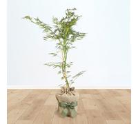 YouGarden Japanese Acer palmatum 'Dissectum', Established Plant in 3L Pot, Gift Wrapped in Brown Hessian Bag with Green Fabric Bow
