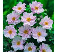 Yougarden Japanese Anemone 'queen Charlotte' In A 9Cm Pot