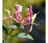 YouGarden - Japanese Honeysuckle Lonicera belgica 90cm Cane 2L Pot
