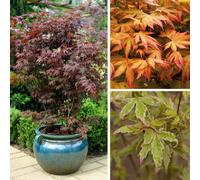 YouGarden Japanese Maple (Acer) Collection 10.5cm x 3