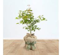 YouGarden Japanese Maple Acer palmatum 'Orange Dream' in 3L Pot, Gift Wrapped in Brown Hessian Bag with Green Fabric Bow