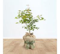 YouGarden Japanese Maple Acer palmatum 'Orange Dream' in 3L Pot, Gift Wrapped in Brown Hessian Bag with Green Fabric Bow