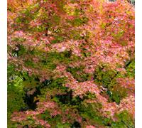 Yougarden Japanese Maple Acer Palmatum 'orange Dream' In A 3L Pot - Outdoor Garden Ready Trees For Oriental Style Gardens - Oriental Maple T