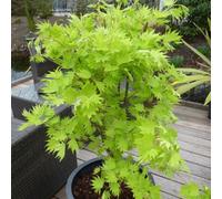 Yougarden Japanese Maple Tree, Acer Shirasawanum 'jordan' In 3L Pot, 40-50Cm Tall Established Garden Plant