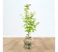 Yougarden Japanese Maple Tree, Established Acer Shirasawanum 'jordan' In 3L Pot, 40-50Cm Tall, Gift Wrapped In Brown Hessian Bag W