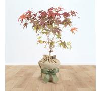 YouGarden Japanese Red Maple Acer 'Atropurpureum' in 3L Pot, 70cm Tall, Gift Wrapped in Brown Hessian Bag with Green Fabric Bow, Ready to Plant or Gift