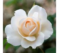 YouGarden Joanne's Rose, Gift Wrapped Established Plant in 4 Litre Pot, Ready to Plant Climbing Rose, Blush Pink Roses for Pots, Beds, or Borders
