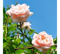 Yougarden Joseph's Rose, Shell-Pink Fragrant Climbing Rose, 4 Litre Potted Plant, Ready To Plant
