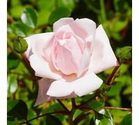 YouGarden Joseph's Rose, Shell-Pink Fragrant Climbing Rose, 4 Litre Potted Plant, Ready To Plant