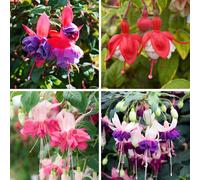 YouGarden Jumbo Flowered Fuchsia Collection plug plants x12