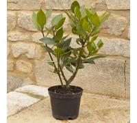 Yougarden Kitchen Bay Laurel Established 25-30Cm Tall Plant In 12Cm Pot