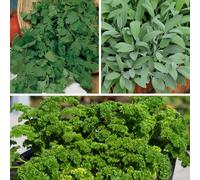 YouGarden Kitchen Herb Plug Plant Collection x18