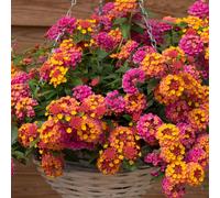 YouGarden Lantana 'Passion Fruit' Plug Plants x12