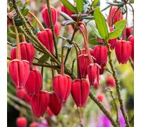 YouGarden Lantern Tree, Set of Two Established Plants in 2 Litre Pots, Crinodendron Hookerianum Plants, Evergreen Garden Shrubs for Borders or Pots