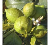 YouGarden Citrus Lime 4L 4L Pot Green