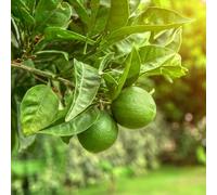 YouGarden Large Citrus Lime Tree with Fruit, 4 Litre Pot, 70-90cm Tall, Supplied Garden Ready to Plant, Grow Your Own, Already in Fruit