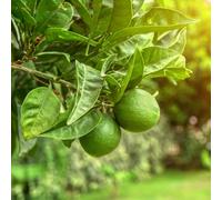 Yougarden Large Citrus Lime Trees With Fruit, 2 X 4 Litre Pots, 70-90Cm Tall, Supplied Garden Ready To Plant