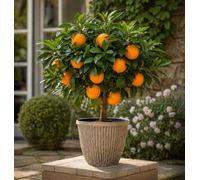 YouGarden Large Citrus Orange Tree Supplied in 5 Litre Pot, Established Plant Around 90-110cm Tall, Exotic Fruit Tree for Garden, Citrus for Patio and Plant Pot, Outdoor Plants