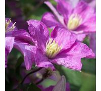 Yougarden - Late Season Flowering Clematis 'comtesse De Bouchard' In A 9Cm Pot