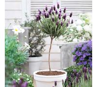 YouGarden Lavender 'Anouk' Mini Standards, 35-45cm Tall, Pair of 12cm Pots, Ready to Plant, Fragrant and Bee-Friendly