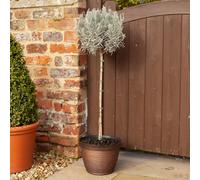 YouGarden Lavender ang. Munstead 3L standard 3L pot Brown