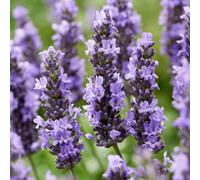 Yougarden Lavender 'sensational', 2 X 2 Litre Potted Plants, Fragrant Summer Flowers, Grow In Pots And Borders, Scented Shrubs For