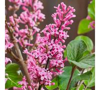 Yougarden Lilac 'little Rosie' Standard Tree, Established Plant In 3L Pot, 90Cm Tall, Ready To Plant, Compact Lilac For Patio Cont
