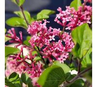YouGarden Lilac 'Little Rosie' Standard Tree, Established Plant in 3L Pot, 90cm Tall, Ready to Plant, Compact Lilac For Patio Containers and Smaller Garden Borders, Fragrant Spring Flowers