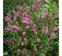 Yougarden Lilac 'little Rosie' Standard Trees, 2 X Established Plants In 3L Pots, 90Cm Tall, Ready To Plant, Compact Lilacs For Pa