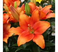 YouGarden Lily 'Amber Waves' x 20 Bulbs