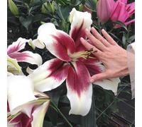 YouGarden Lily 'Berries & Cream Bulbs x10