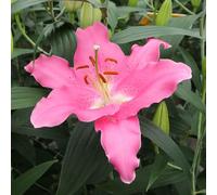 YouGarden Lily 'Dinner Plate Binasco', 5 x Bulbs Size 14/16, Giant Oriental Pink White, Fragrant Hardy Perennial