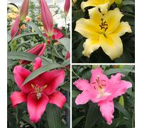 YouGarden Lily 'Dinner Plate' Collection x15 Bulbs