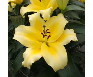 YouGarden Lily 'Dinner Plate Monchique', 5 x Bulbs Size 14/16, Lemon Yellow, Fragrant, Oriental Hardy Perennial
