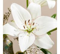 YouGarden Lily 'Eyeliner', 12 x Bulbs Size 12/14, White Fragrant Summer Flowering Hardy Perennial, For Pots And Borders