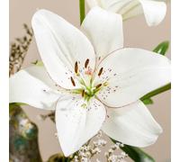 YouGarden Lily 'Eyeliner' x 24 Bulbs