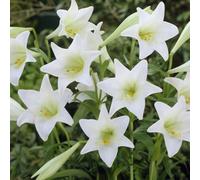 Yougarden Lily Longiflorum 'white Heaven' 20 X Bulbs